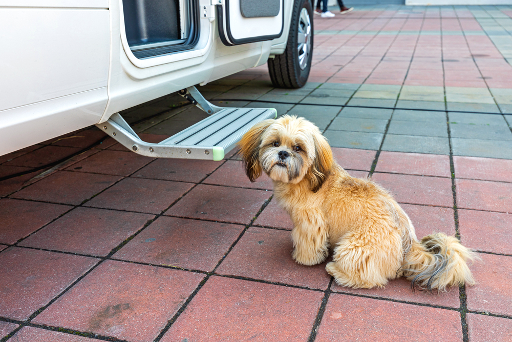 Small Dog Sitting In Front Of Caravan Steps
